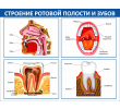 084_1300х1000 - строение ротовой полости и зубов